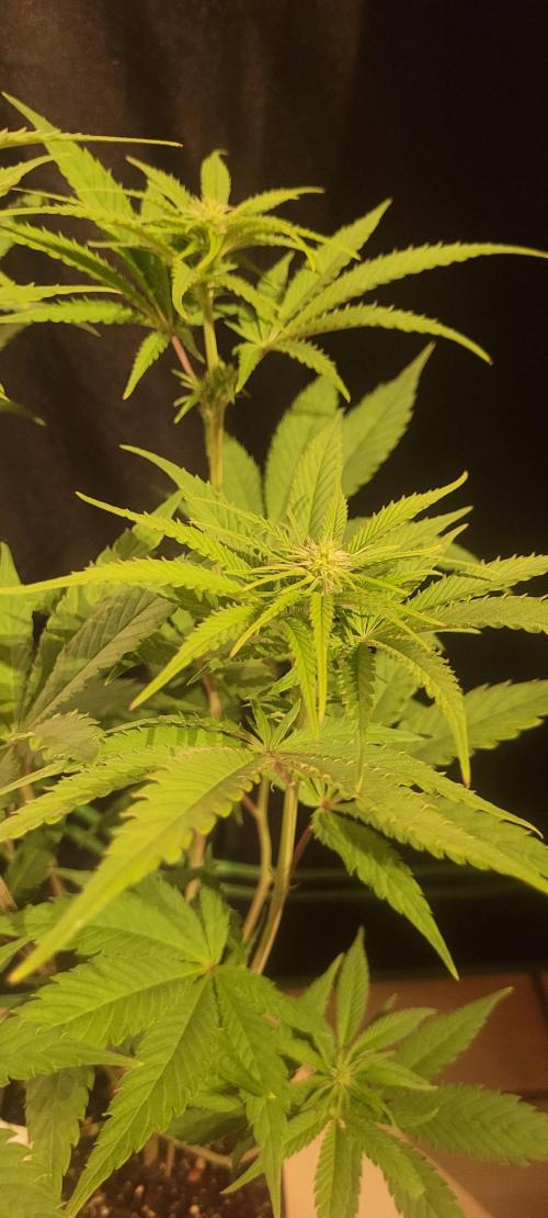 Attack on Trichomes. Week 9