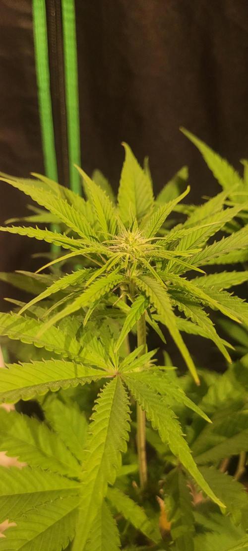 Attack on Trichomes. Week 9