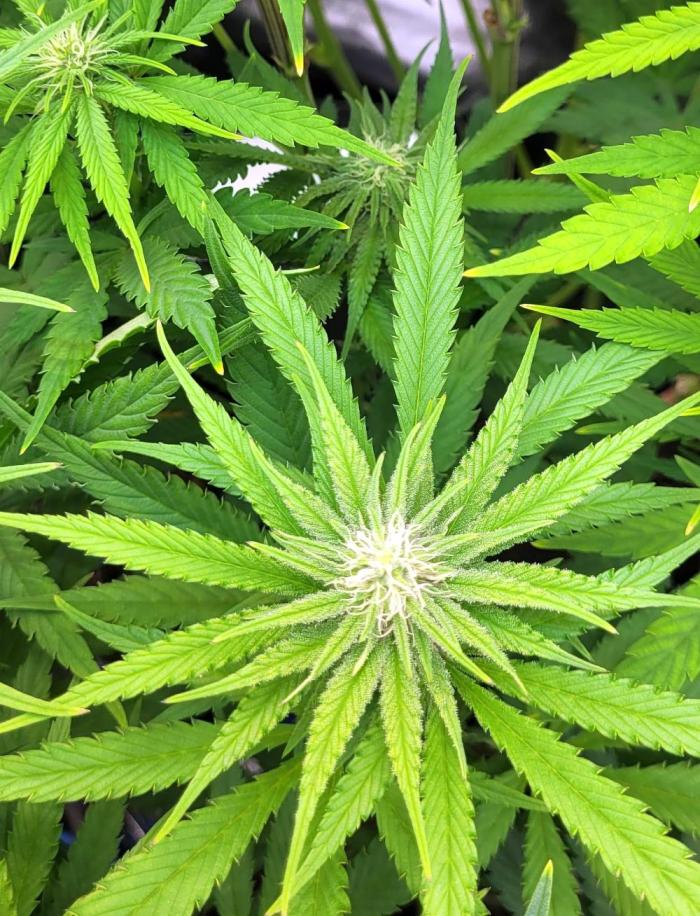 Attack on Trichomes. Week 10