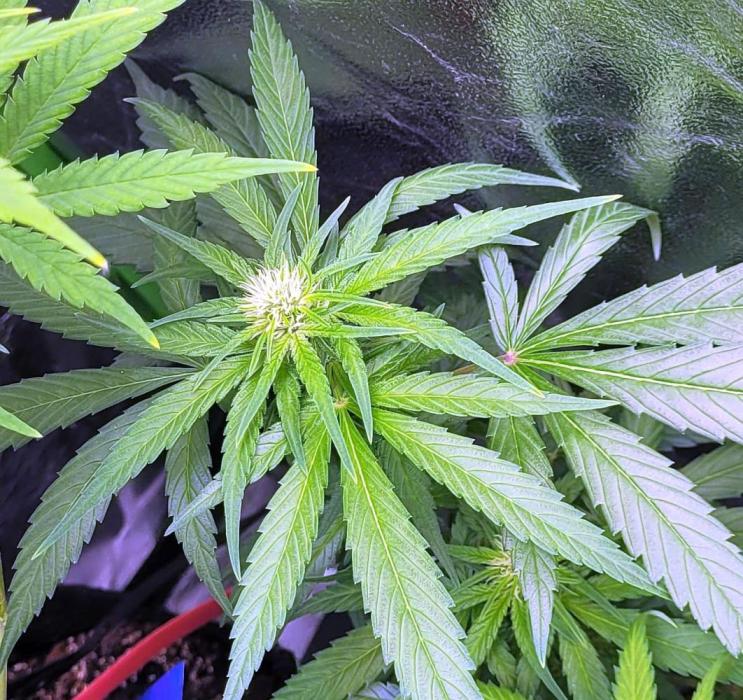 Retsuko's Afterwork Rage Run. Week 10