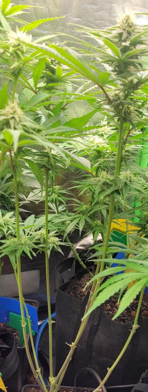 Attack on Trichomes. Week 11