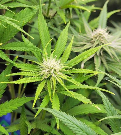 Attack on Trichomes. Week 11