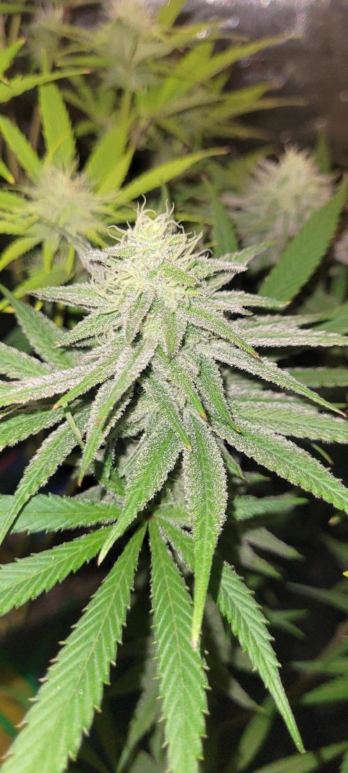 Attack on Trichomes. Week 12