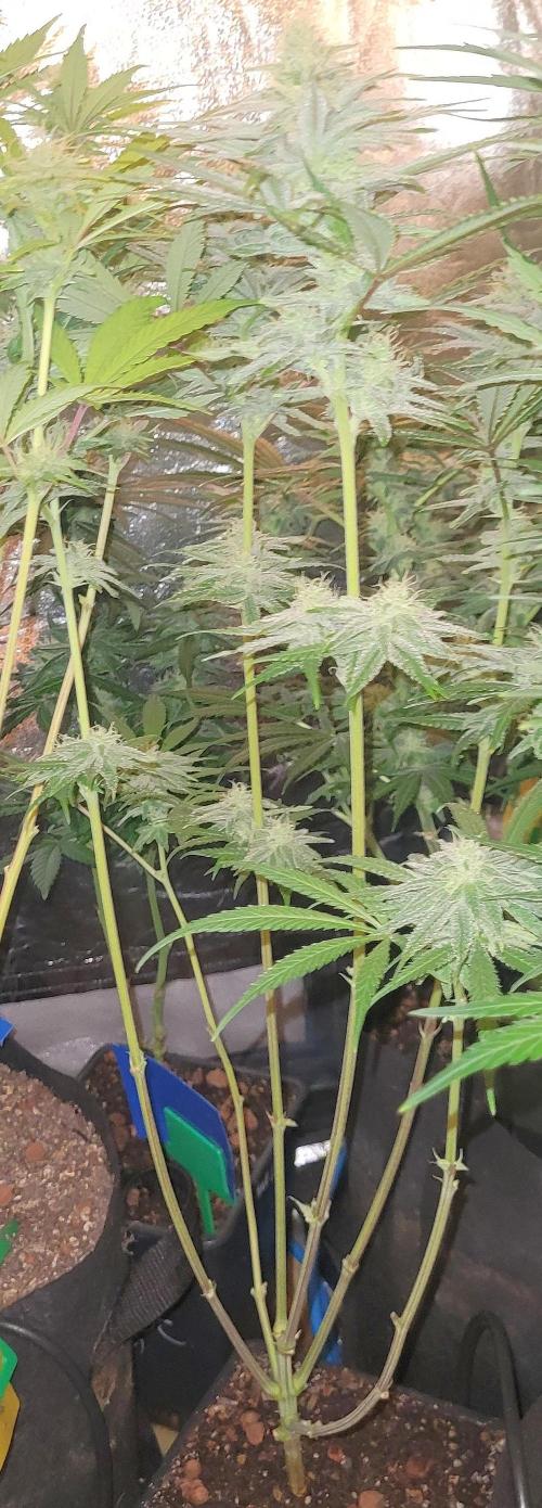 Attack on Trichomes. Week 12