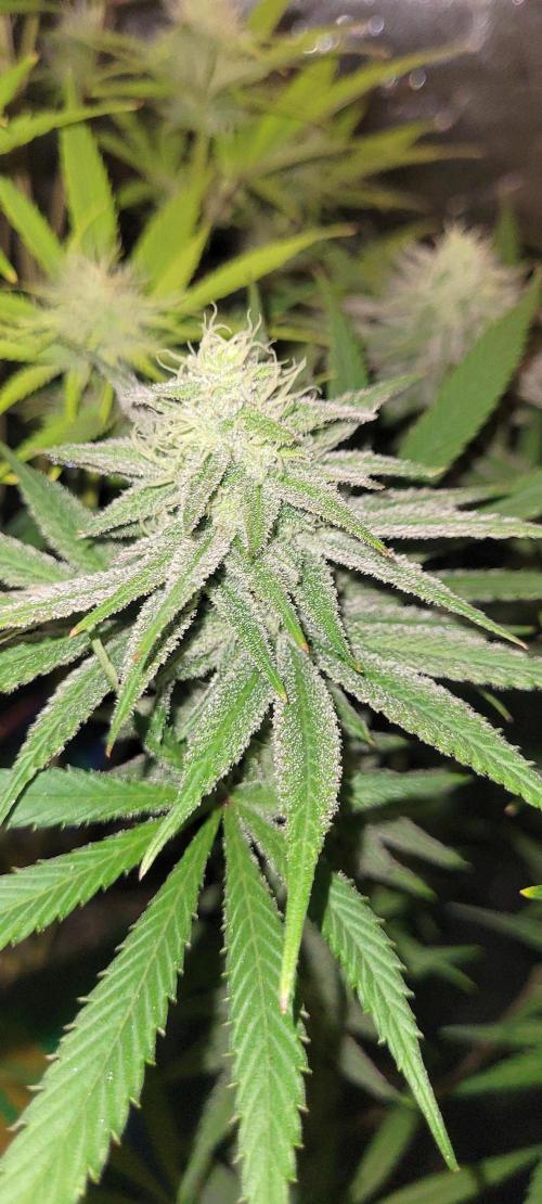 Attack on Trichomes. Week 12