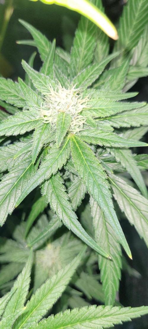 Retsuko's Afterwork Rage Run. Week 12