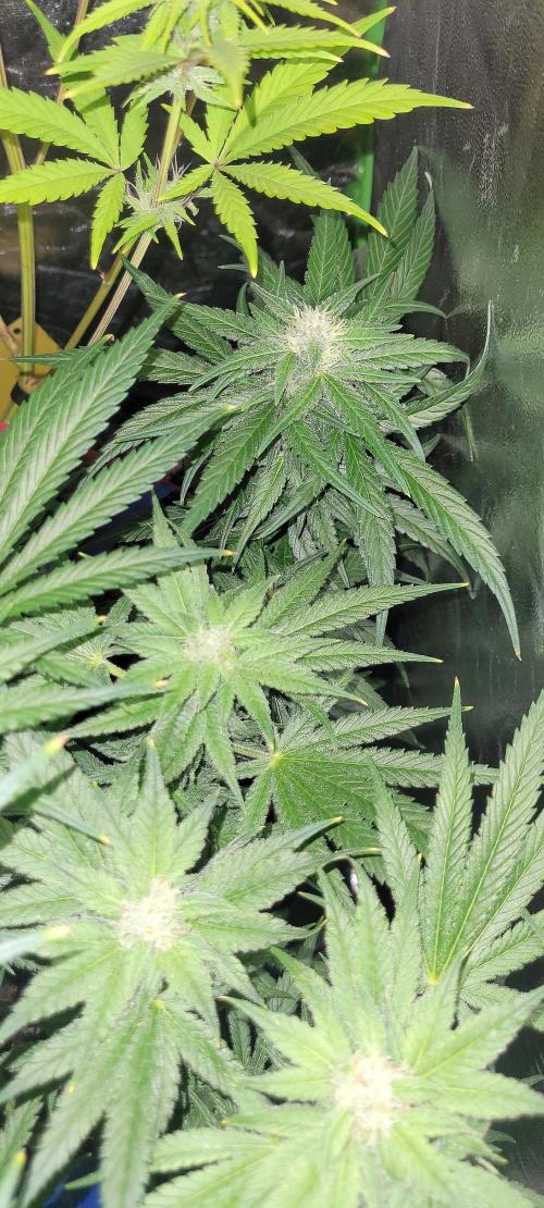 Retsuko's Afterwork Rage Run. Week 12