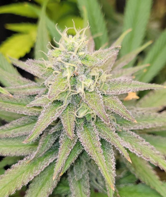 Attack on Trichomes. Week 13