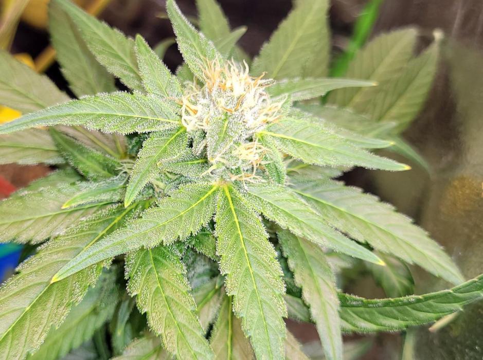 Retsuko's Afterwork Rage Run. Week 13