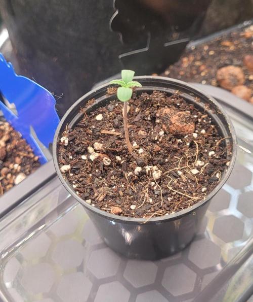 Holy Cow - Cred Jungle Punch. Week 0 - D4 (end of germination week)