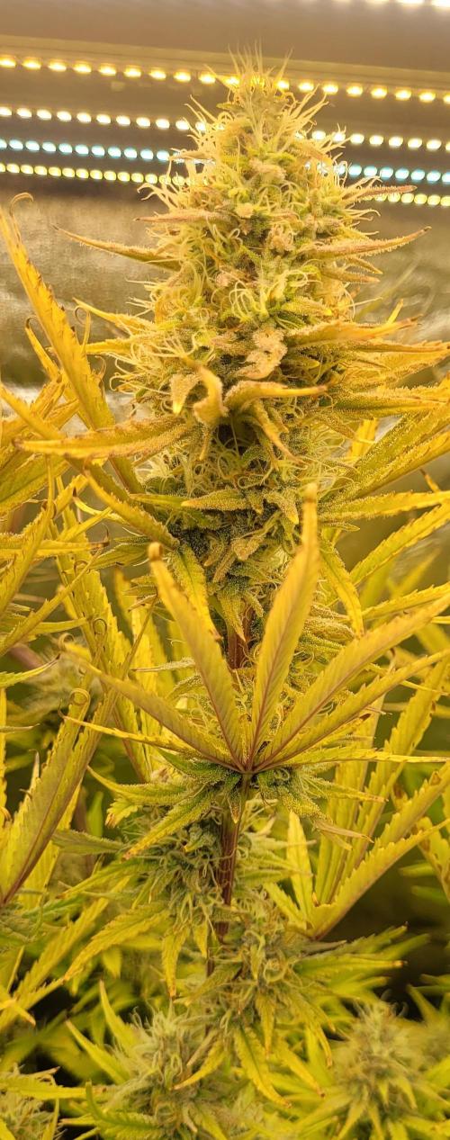 Dexter’s Growbroratory. Week 14 - DeeDee top