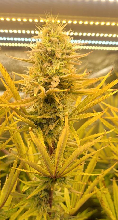 Dexter’s Growbroratory. Week 14 - DeeDee top