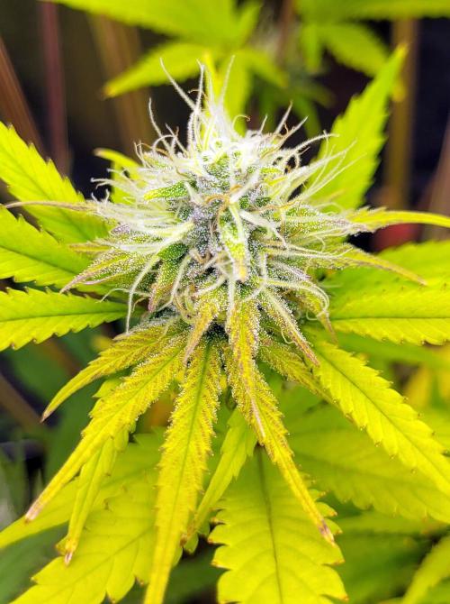 Dexter’s Growbroratory. Week 14 - DeeDee bottom