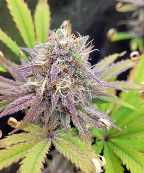 Dexter’s Growbroratory. Week 14 - Dexter