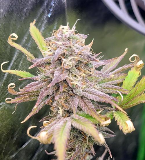 Dexter’s Growbroratory. Week 14 - Dexter