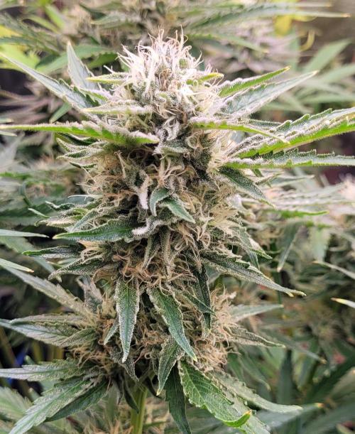 Smells like Terpvana. Week 14