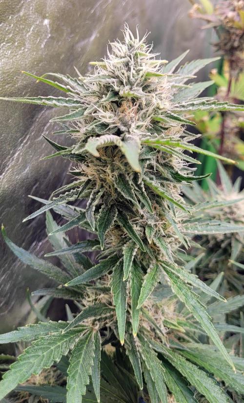 Smells like Terpvana. Week 14