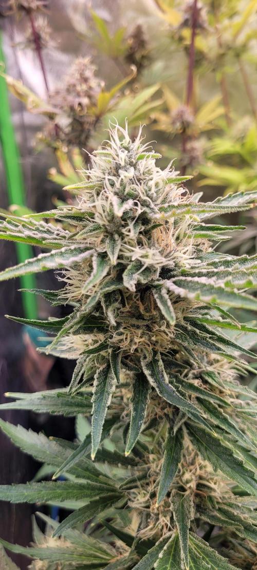 Smells like Terpvana. Week 14