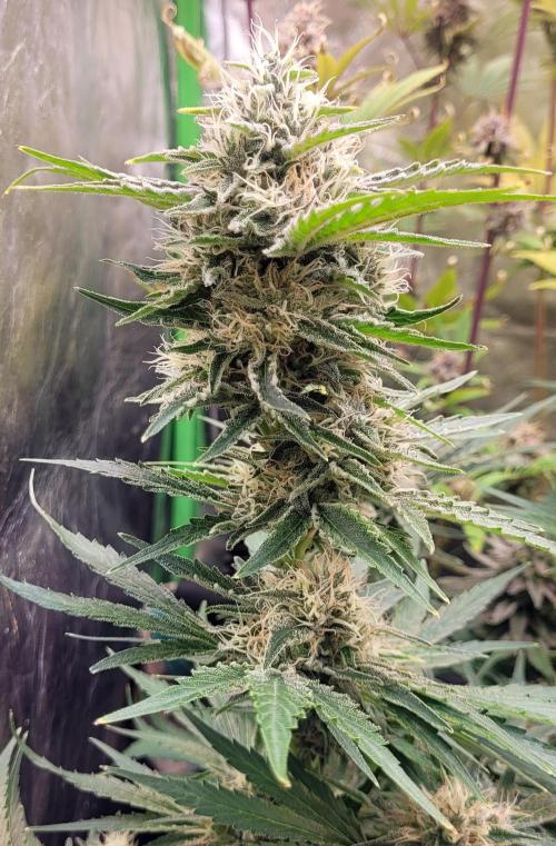 Smells like Terpvana. Week 14