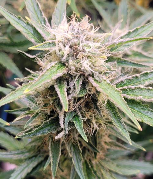 Smells like Terpvana. Week 14