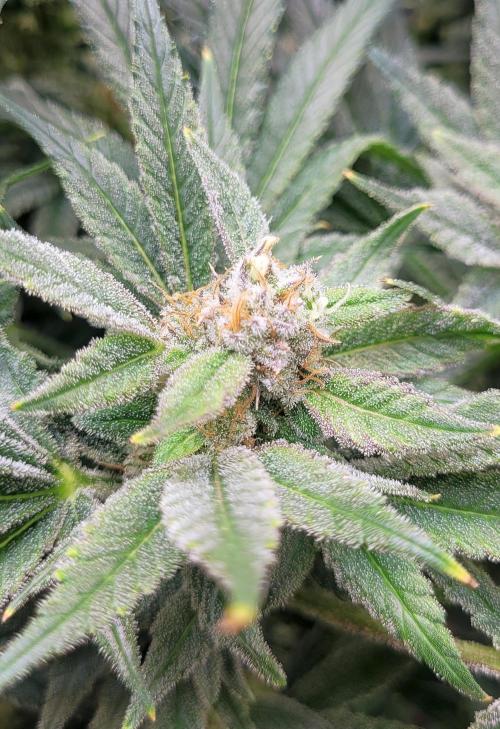 Yellowbeard's Hidden Stash. Week 14