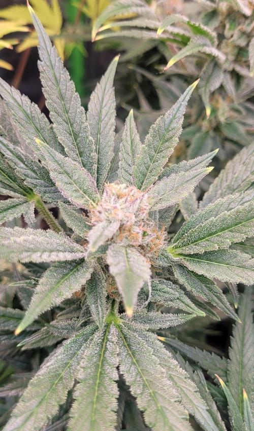 Yellowbeard's Hidden Stash. Week 14