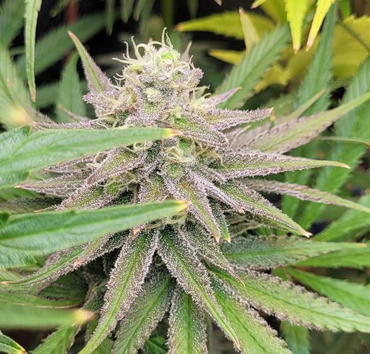 Attack on Trichomes. Week 14