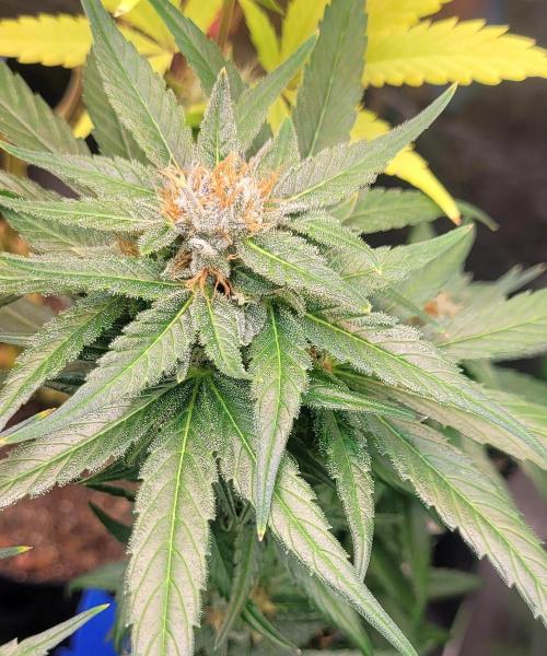 Retsuko's Afterwork Rage Run. Week 14