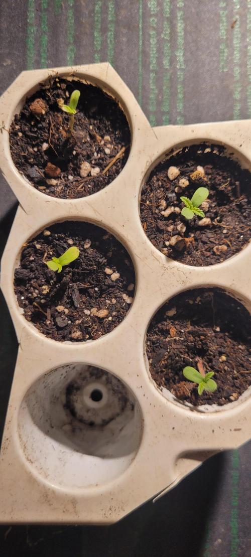 LEXX: Into the Dark Zone. Week 0 - D3