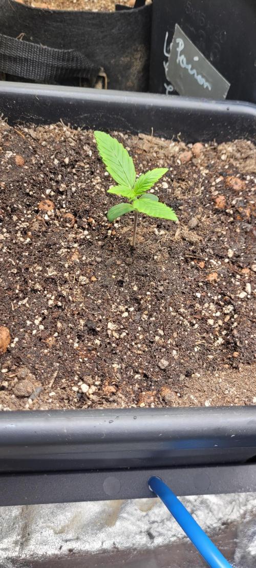 Holy Cow - Cred Jungle Punch. Week 1