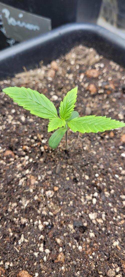 Holy Cow - Cred Jungle Punch. Week 1