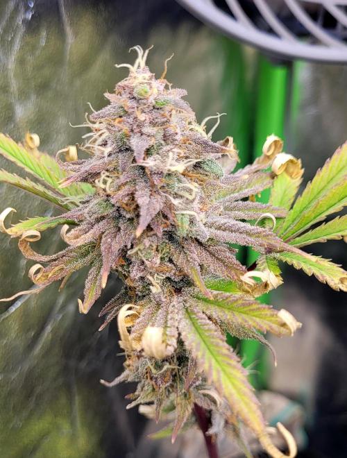 Dexter’s Growbroratory. Week 15 - Dexter