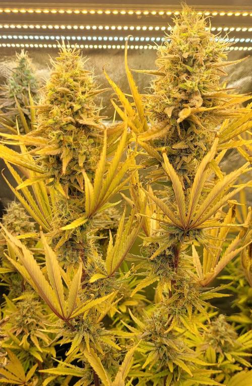 Dexter’s Growbroratory. Week 15 - Dee Dee