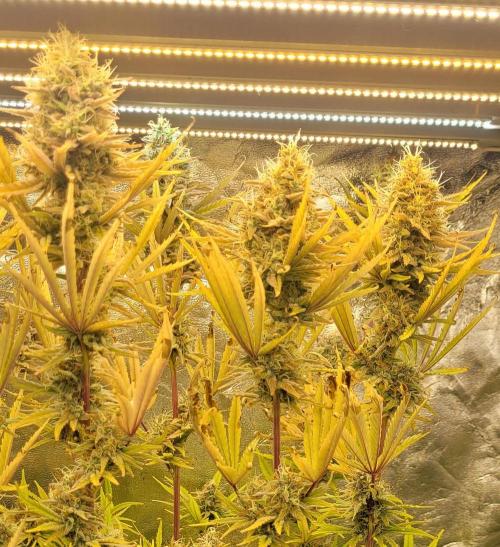 Dexter’s Growbroratory. Week 15 - Dee Dee