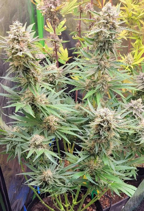 Smells like Terpvana. Week 15