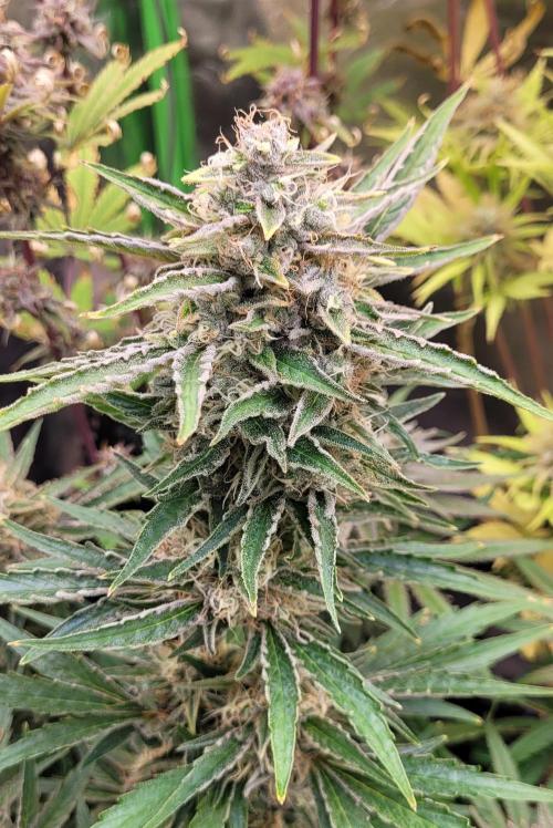 Smells like Terpvana. Week 15