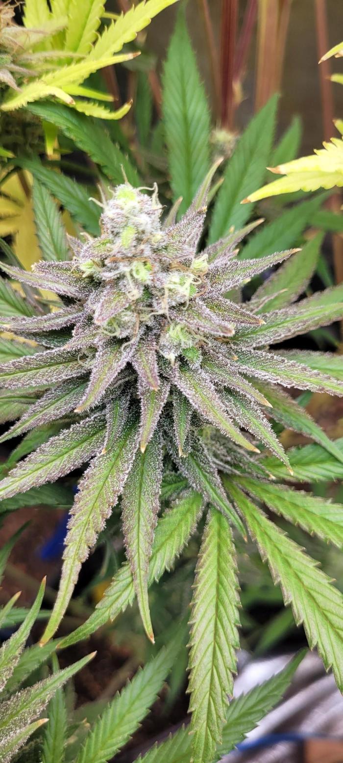 Attack on Trichomes. Week 15