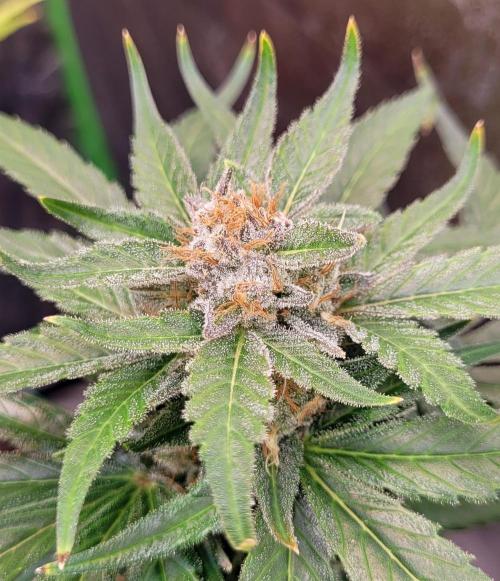 Retsuko's Afterwork Rage Run. Week 15