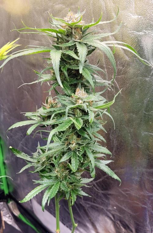 Retsuko's Afterwork Rage Run. Week 15