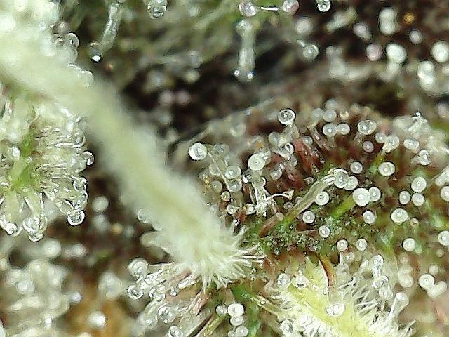 Dexter’s Growbroratory. Week 15 - Dee Dee