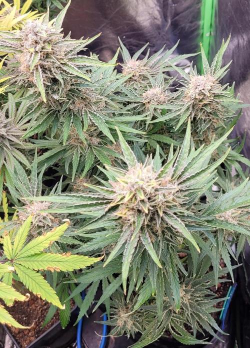 Smells like Terpvana. Week 16