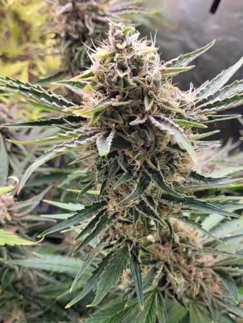 Smells like Terpvana. Week 16