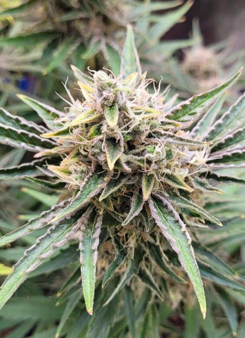 Smells like Terpvana. Week 16