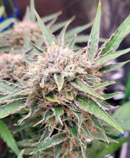 Smells like Terpvana. Week 16