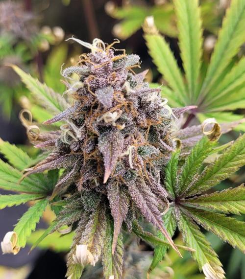 Dexter’s Growbroratory. Week 16 - Dexter