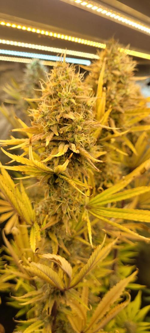 Dexter’s Growbroratory. Week 16 - Dee Dee