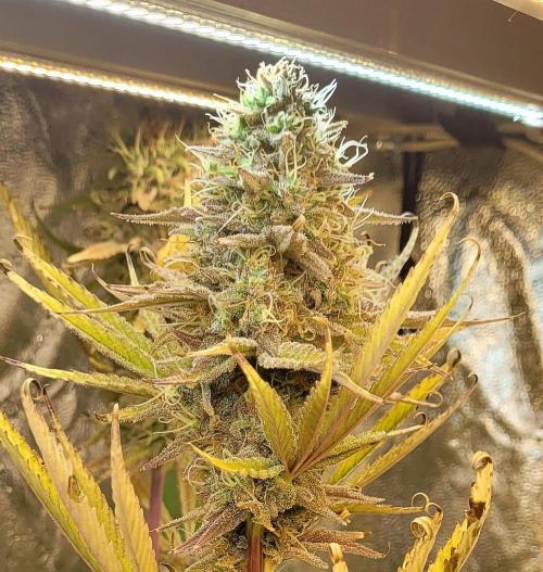 Dexter’s Growbroratory. Week 16 - Dee Dee