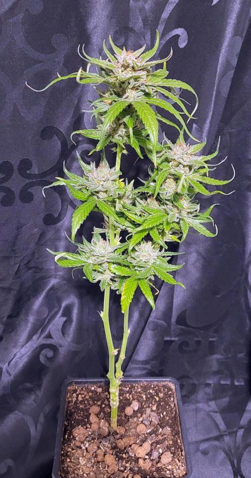 Retsuko's Afterwork Rage Run. Week 17