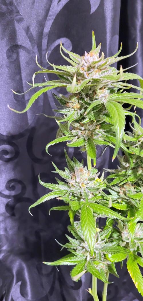 Retsuko's Afterwork Rage Run. Week 17