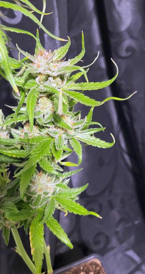 Retsuko's Afterwork Rage Run. Week 17